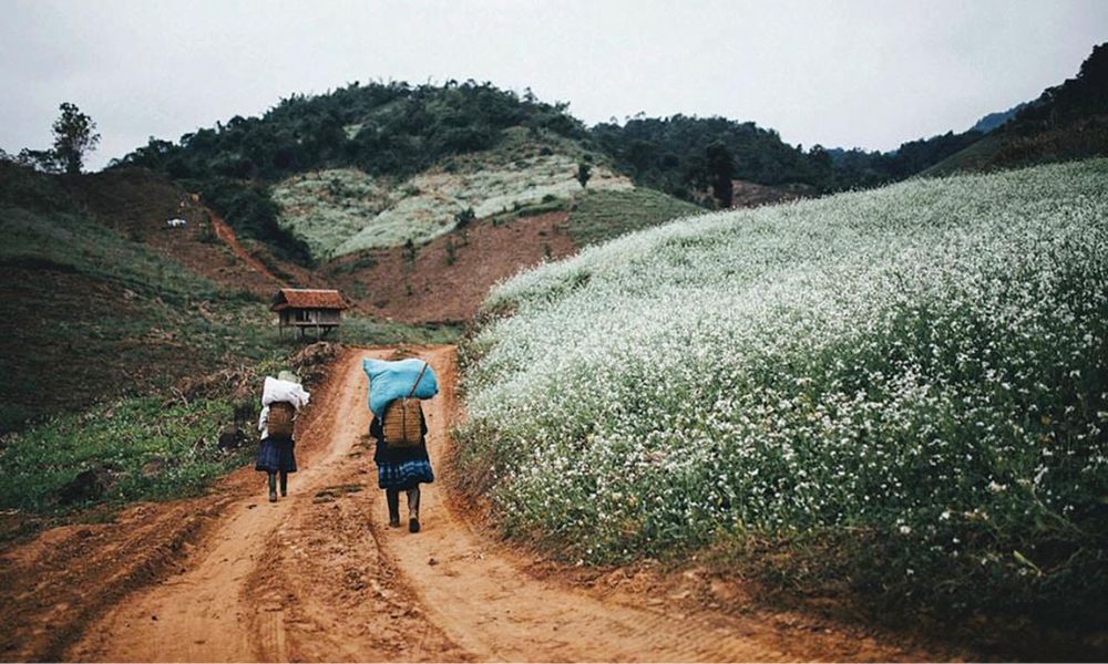 moc chau white mustard flower season